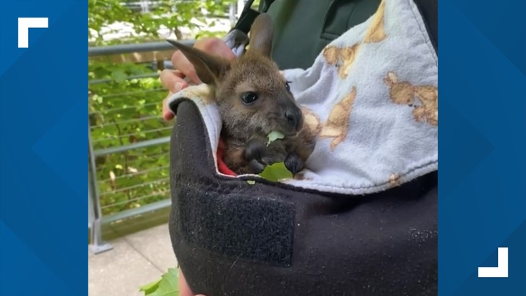 A baby wallaby lost her mom, but Michigan zookeepers saved the day