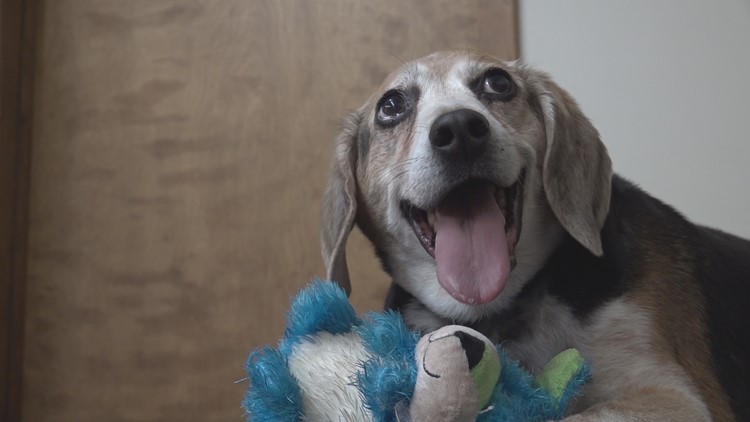Beagle rescued in Michigan sheds 40 pounds since adoption
